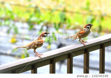 スズメ　スズメの親子、幼鳥 128240190