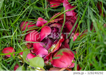 beautiful red rose petals in the grass beautiful red rose petals in the grass 128240292