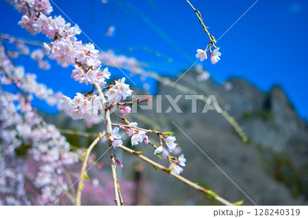 枝垂れ桜と妙義山 枝垂れ桜と妙義山 128240319