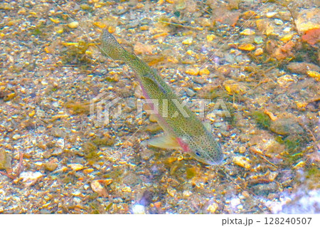 ニジマス　虹鱒　荻町合掌造り集落　世界文化遺産　白川郷　茅葺 128240507