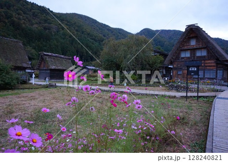 荻町合掌造り集落　世界文化遺産　白川郷　茅葺 128240821