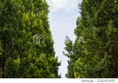Majestic tall green tree canopy frames an expansive bright sky, creating a natural archway and symbolizing robust environmental health, natural growth, and peaceful outdoor serenity Majestic tall green tree canopy frames an expansive bright sky, creating a natural archway and symbolizing robust environmental health, natural growth, and peaceful outdoor serenity 128241497