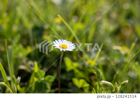 Single white daisy flower with a yellow center blooming vibrantly amidst lush green grass, symbolizing natural beauty, purity, and springtime growth 128241514