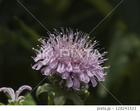 八重咲きルドベキア, ルドベキア, 黄色い花, 夏の花, キク科, ガーデニング, 庭, 植物, 花 128241521