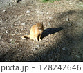 散歩中に見つけた猫ちゃん 128242646