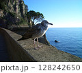 ヨーロッパ旅行中に見つけた海鳥 128242650