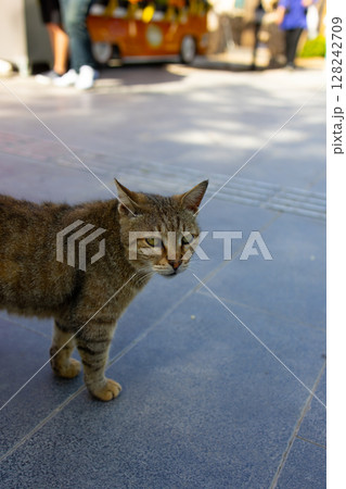 striped stray cat on the street striped stray cat on the street 128242709
