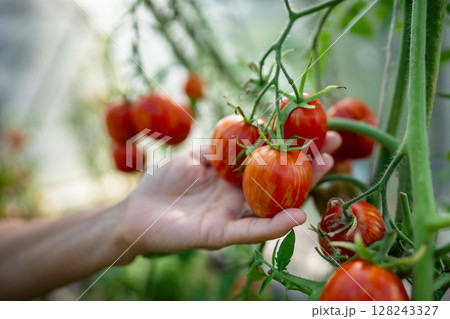 Home grown tomatoes. Arm harvesting vegetables while inspecting plant health in controlled climate.  128243327