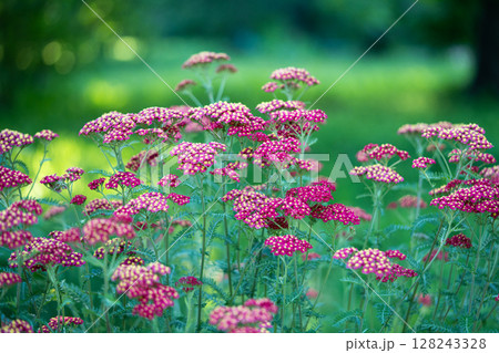 Red Common Yarrow flowers. Ornamental plant Achillea millefolium (Paprika) in bloom in garden. Red Common Yarrow flowers. Ornamental plant Achillea millefolium (Paprika) in bloom in garden. 128243328