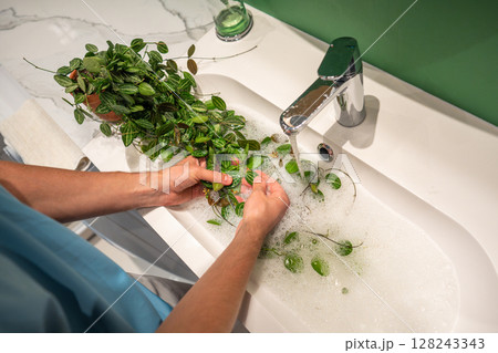 Man washes Dischidia Ovata plant with warm water and soap in sink to clean dust stuck to leaves Man washes Dischidia Ovata plant with warm water and soap in sink to clean dust stuck to leaves 128243343