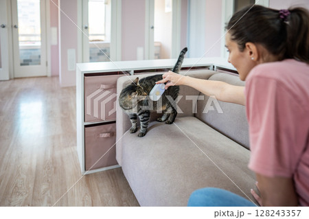 Employee at pet hotel brushes cat with steam comb on sofa. Feline care, grooming, removal brush Employee at pet hotel brushes cat with steam comb on sofa. Feline care, grooming, removal brush 128243357