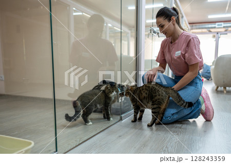 Cats interact through glass partition in pet hotel rooms. Smiling woman worker introduce new animals 128243359