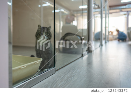 Lonely cat waits for owners in cat hotel room. Animal boarding, pet care, hospitality and shelter 128243372