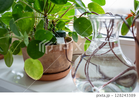 Self-watering system. Indoor Pilea plant suck up water through tubes submerged in a vase of water. 128243389
