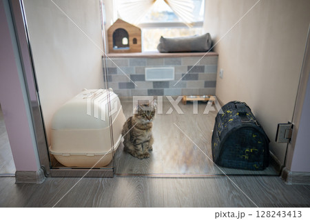 Lonely cat waits for owners in cat hotel room. Animal boarding, pet care, hospitality and shelter Lonely cat waits for owners in cat hotel room. Animal boarding, pet care, hospitality and shelter 128243413