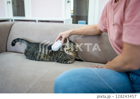Employee at pet hotel brushes cat with steam comb on sofa. Feline care, grooming, removal brush 128243457