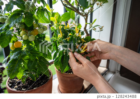Closeup of female arms examing of homegrown hot pepper plant in pot on balcony. Urban gardening Closeup of female arms examing of homegrown hot pepper plant in pot on balcony. Urban gardening 128243488