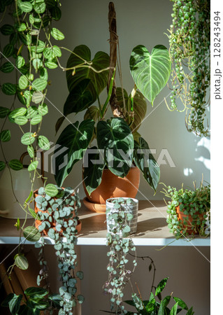 Home interior with potted plants - Philodendron Splendid, Peperomia, Ceropegia, Dischidia ovata Home interior with potted plants - Philodendron Splendid, Peperomia, Ceropegia, Dischidia ovata 128243494