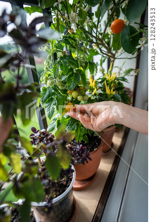Closeup of woman arm picking crop of homegrown yellow tomato cherry plants in pots on balcony 128243513
