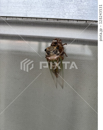 蝉の幼虫から熊ゼミ誕生 蝉の幼虫から熊ゼミ誕生 128243531