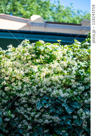 Bushes of blooming scented Jasminum officinale. Common jasmine during flowering in spring.  128243559