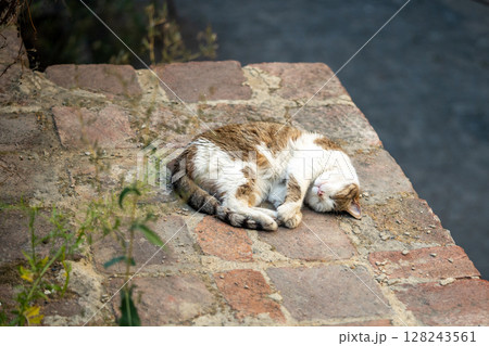 Homeless cat basking in sun, forming compact shape to conserve body heat outdoors. Street life pet Homeless cat basking in sun, forming compact shape to conserve body heat outdoors. Street life pet 128243561
