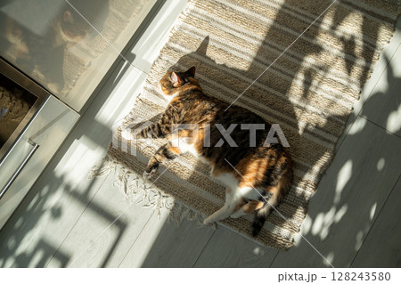 Lazy sleepy calico cat lying on jute carpet, resting and relaxing. Pet at home. 128243580