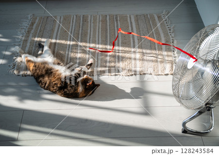 Playful cat lying on the floor, escapes from heat with help of fan, playing with red ribbon on wind. Playful cat lying on the floor, escapes from heat with help of fan, playing with red ribbon on wind. 128243584