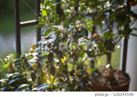 Blooming potted citrus calamondin tree with fragrant scented flowers on balcony at home. Blooming potted citrus calamondin tree with fragrant scented flowers on balcony at home. 128243590