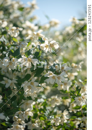 White flowers Philadelphus coronarius in garden in summer closeup, sunlight. White flowers Philadelphus coronarius in garden in summer closeup, sunlight. 128243591