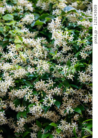 Bushes of blooming scented Jasminum officinale. Common jasmine during flowering in spring.  128243609