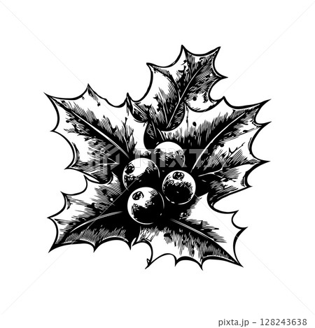 Detailed holly leaves with berries in sketch style, black and white ink drawing on a white background, symbolizing winter and holidays 128243638