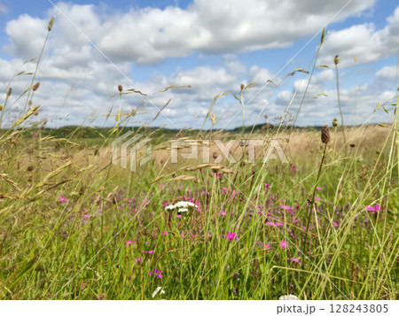 Horizontal photo of wildflowers, a wild field of summer grasses, a sunny summer day, and white clouds. Summer landscape, Russian field, Pskov, Mikhailovskoye Horizontal photo of wildflowers, a wild field of summer grasses, a sunny summer day, and white clouds. Summer landscape, Russian field, Pskov, Mikhailovskoye 128243805