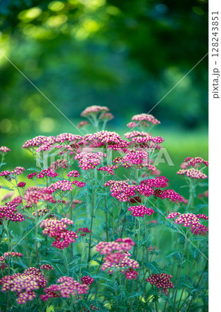 Red Common Yarrow flowers. Ornamental plant Achillea millefolium (Paprika) in bloom in garden. Red Common Yarrow flowers. Ornamental plant Achillea millefolium (Paprika) in bloom in garden. 128243851