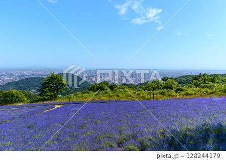 幌見峠のラベンダー畑と札幌市街の展望 128244179