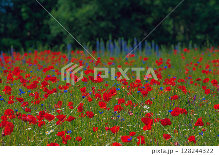 Red poppies meadow in Lithuania 128244322