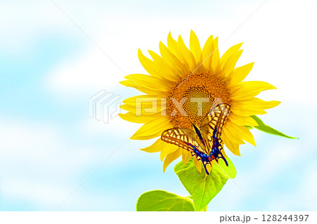 家の周りの草花　四季の色々　農業公園の花畑に早咲きのヒマワリの花が初夏の光りを浴びて輝いています 128244397