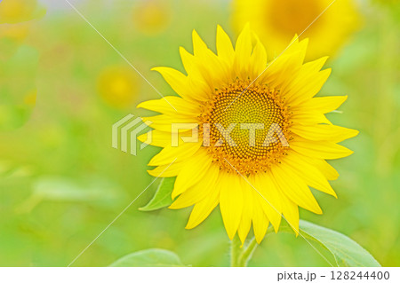 家の周りの草花 四季の色々 農業公園の花畑に早咲きのヒマワリの花が初夏の光りを浴びて輝いています 家の周りの草花 四季の色々 農業公園の花畑に早咲きのヒマワリの花が初夏の光りを浴びて輝いています 128244400