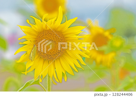 家の周りの草花 四季の色々 農業公園の花畑に早咲きのヒマワリの花が初夏の光りを浴びて輝いています 家の周りの草花 四季の色々 農業公園の花畑に早咲きのヒマワリの花が初夏の光りを浴びて輝いています 128244406