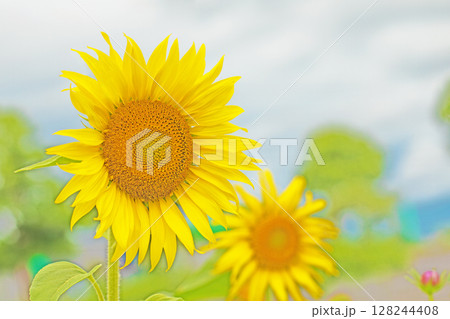 家の周りの草花　四季の色々　農業公園の花畑に早咲きのヒマワリの花が初夏の光りを浴びて輝いています 128244408