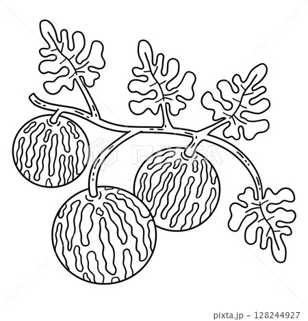 Colocynth Fruit Isolated Coloring Page for Kids  128244927