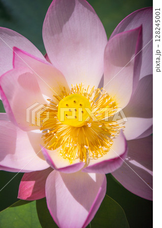 華やかなピンクの蓮の花弁 華やかなピンクの蓮の花弁 128245001