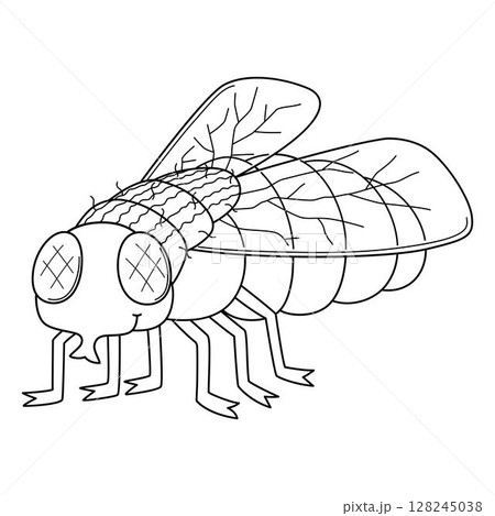 Insect Housefly Animal Isolated Coloring Page  128245038