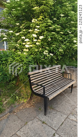 Wooden bench with metal arms placed near blooming green bushes on a sunny day in a park 128245123