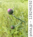Cirsium vulgare flower 128246292