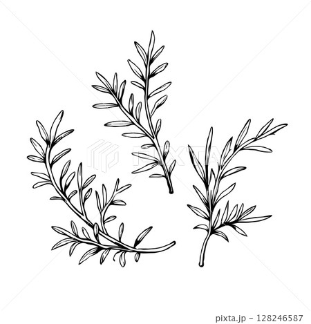 Three hand-drawn rosemary herb twigs in ink sketch style on a white background, representing culinary or botanical design elements 128246587