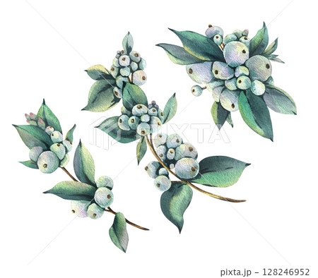 Hand drawn watercolor of snowberry holly leaves and berries. Detailed botanical element perfect for Christmas clip art collections and winter floral designs. New Year, Christmas Illustration 128246952