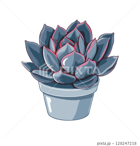 Succulent plant Echeveria in a small pot, artistic graphic style, white background, concept of nature and minimalistic decor Succulent plant Echeveria in a small pot, artistic graphic style, white background, concept of nature and minimalistic decor 128247218