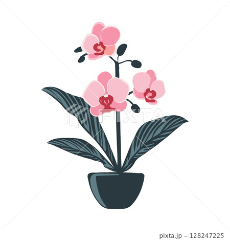 Pink Phalaenopsis orchid flowers in a pot, flat design style on white background, concept of nature 128247225