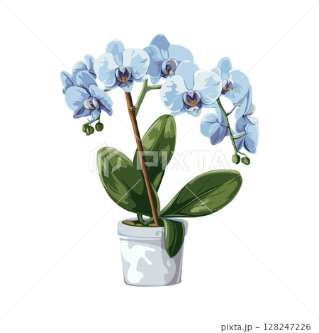 Blue Phalaenopsis orchids with green leaves in white pot. Illustration style on white background. Concept of floral beauty and home decor 128247226